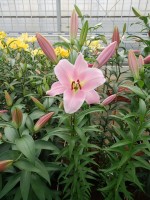 [5162 Rocelli No02.JPG]